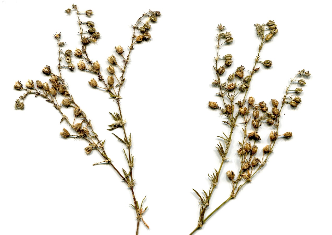 Spergula marina (Caryophyllaceae)